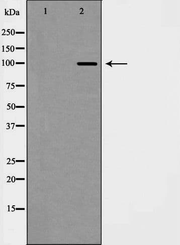 IHC-plus™ CDH2 / N Cadherin Antibody