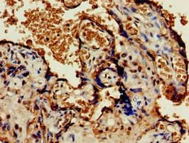 OLFML3 Antibody