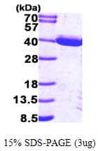 Human TP53I3 / PIG3 Protein (Recombinant His)