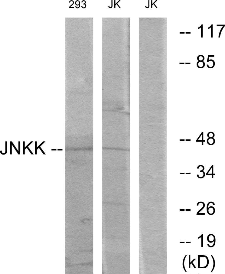 MAP2K4 / MKK4 Antibody