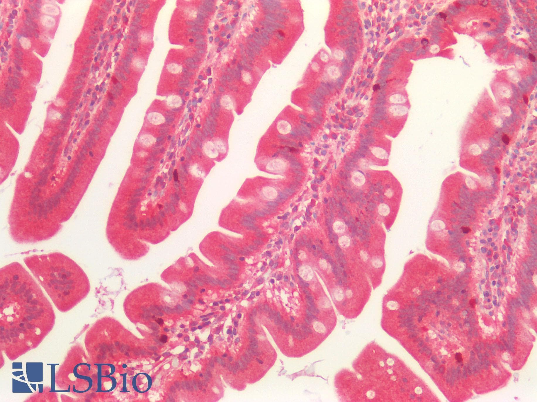 P2RX4 / P2X4 Antibody