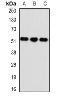 KYNU Antibody