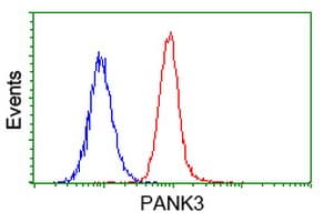 Monoclonal Mouse anti-Human PANK3 Antibody (clone OTI3C4, WB)