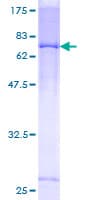 Human DENND5B Protein (Recombinant GST)