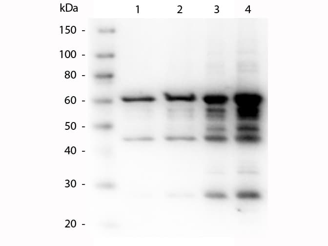 p35 Antibody (Liquid)