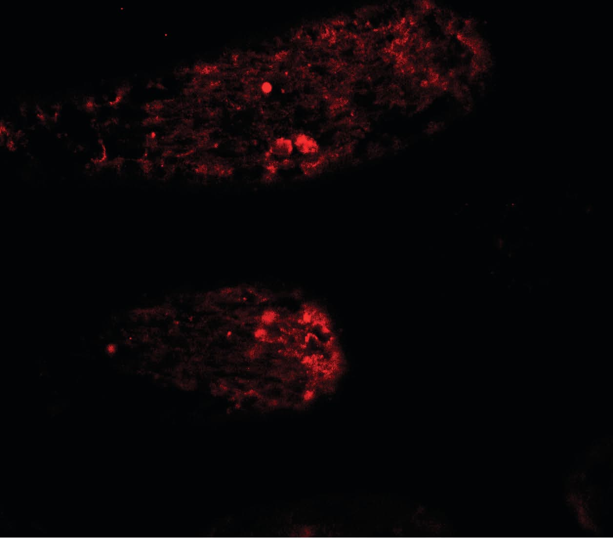 WAC Antibody