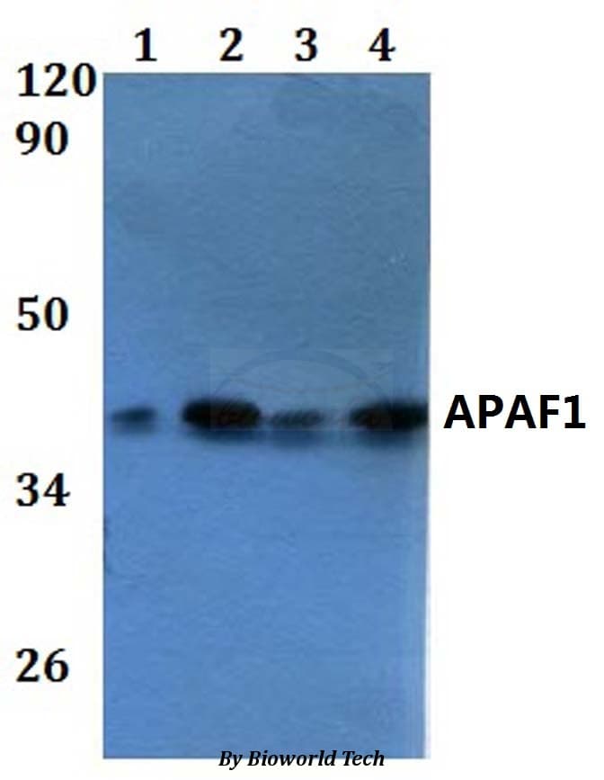 APAF1 / APAF-1 Antibody