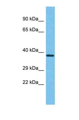 OR8D1 Antibody (aa235-284)