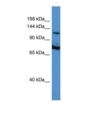 ATRX Antibody (aa904-953)