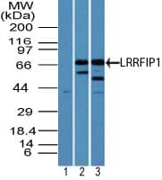 TRIP / LRRFIP1 Antibody (aa200-250)
