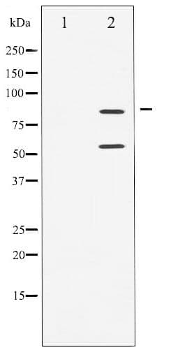 PI3K Alpha+Gamma Antibody (phospho-Tyr467/199)