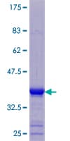 Human KRTAP3-3 Protein (Recombinant GST)