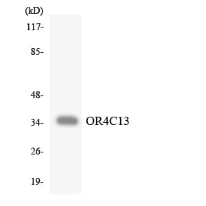 OR4C13 Antibody (aa250-299)