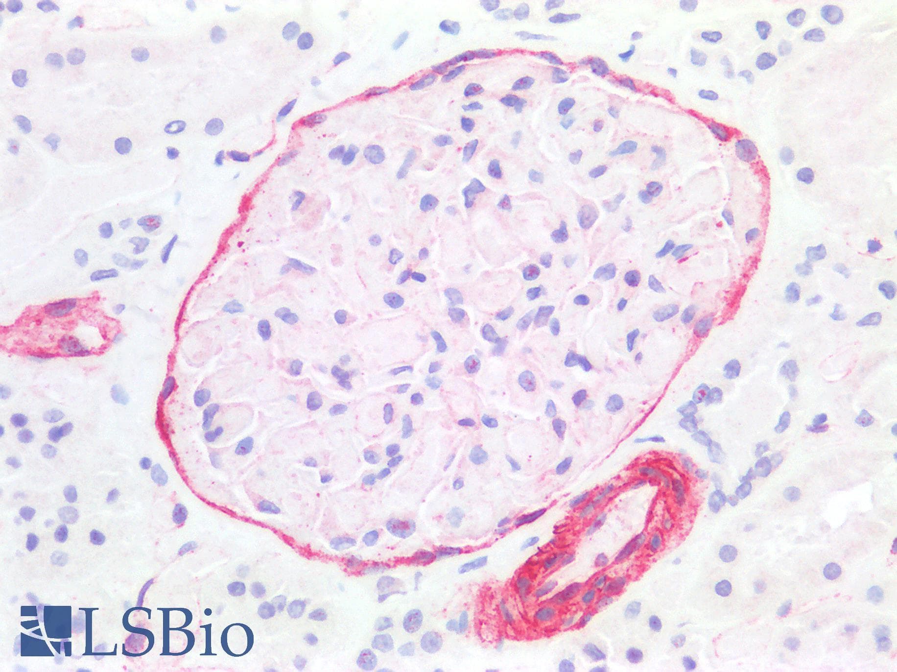 PathPlus™ Polyclonal Rabbit anti-Rat CAV1 / Caveolin 1 Antibody (aa2-105, IHC, WB)