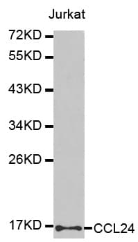 CCL24 / Eotaxin 2 Antibody