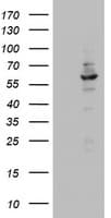 DDX56 Antibody (aa323-547, clone OTI2E5)