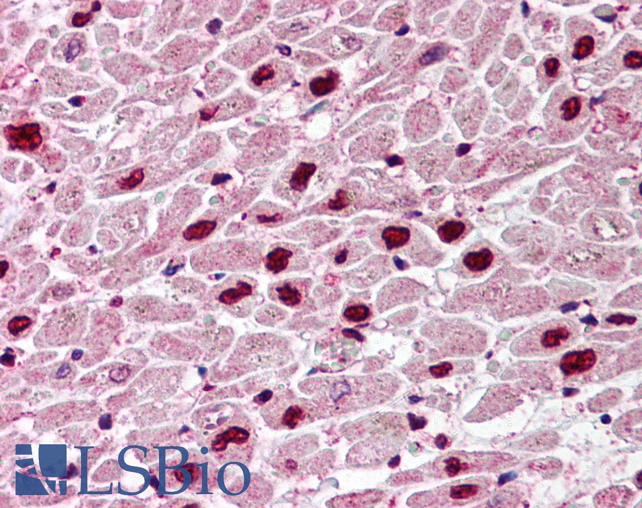 IHC-plus™ UNG / Uracil DNA Glycosylase Antibody