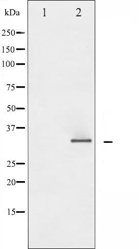 CDK1 / CDC2 Antibody
