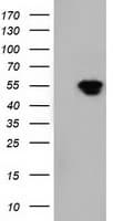 NT5DC1 Antibody (clone OTI3H2)