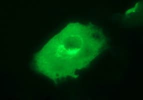 Junctophilin 2 / JPH2 Antibody (clone OTI1F5)