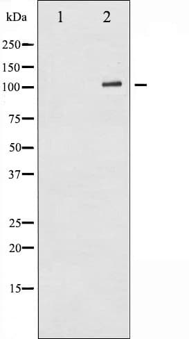 GRIA1 / GLUR1 Antibody