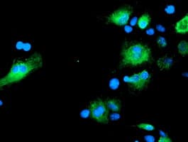 SENP2 Antibody (clone OTI1D4)