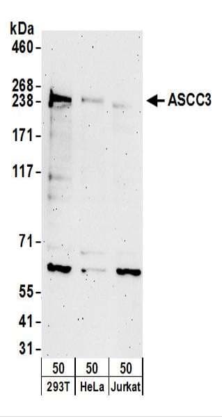 Polyclonal Rabbit anti-Human ASCC3 Antibody (aa2152-2202, WB)