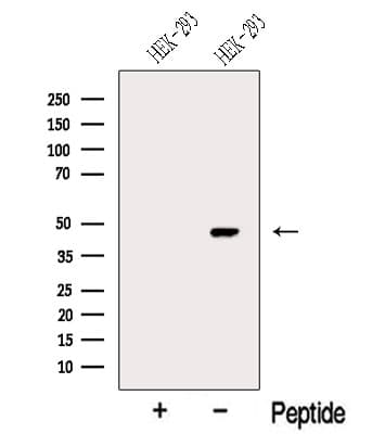 MYLK4 Antibody