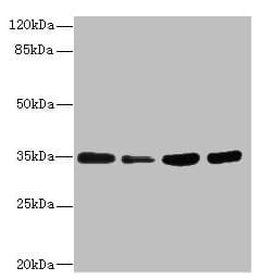 Polyclonal Rabbit anti-Human UFD1L Antibody (IHC, WB)