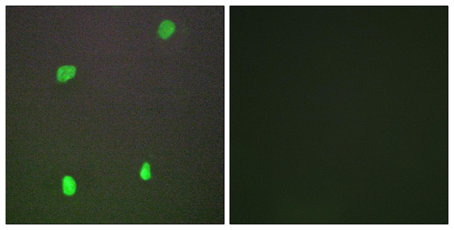Polyclonal Rabbit anti-Human XRCC3 Antibody (IHC, IF)