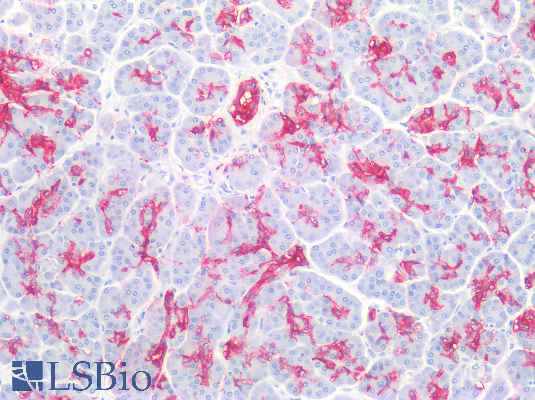 IHC-plus™ Monoclonal Mouse anti-Human Sialylated Lewis a / CA 19-9 Antibody (clone 121SLE, Azide-free,BSA-free, IHC, IF)