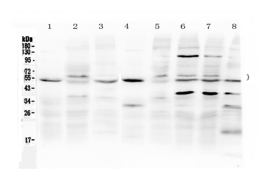 SMAD1 Antibody