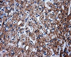 PTPRE / PTP Epsilon Antibody (clone OTI5F2)
