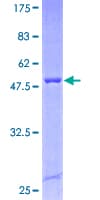 Human SCAPER Protein (Recombinant GST)