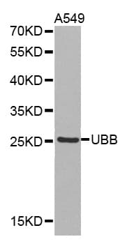 UBB / Ubiquitin B Antibody