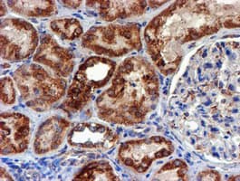 NDUFB9 Antibody (clone OTI13H11)