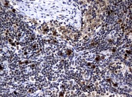 PCNA Antibody (clone OTI6B6)