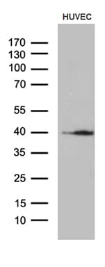 GNA14 Antibody (aa31-348, clone OTI9E9)