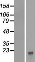 CFC1 Protein (Over-Expression Lysate Myc-DDK (Flag))