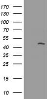 MAGEA3 Antibody (clone 1G9, Carrier-free)