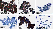 FAP-1 / PTPN13 Antibody (aa1279-1883)