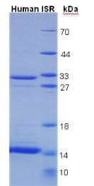 Human INSR / Insulin Receptor Protein (Recombinant His-T7)