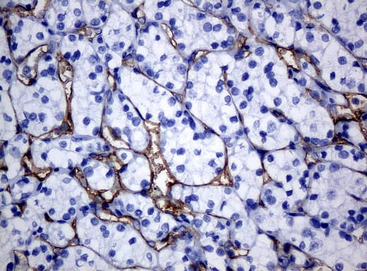 FOLH1 / PSMA Antibody (clone UMAB26)