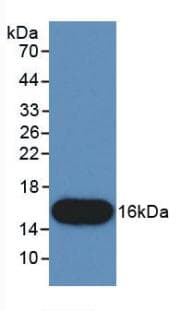CTGF Antibody