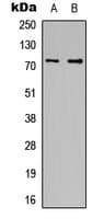 APC6 / CDC16 Antibody (C-Terminus)
