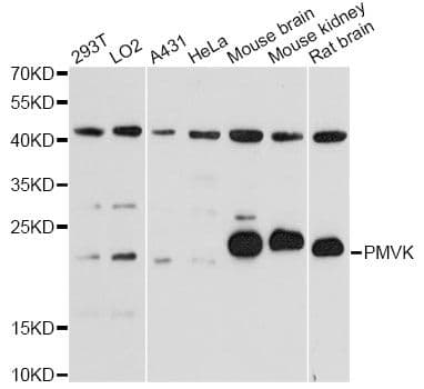PMVK Antibody