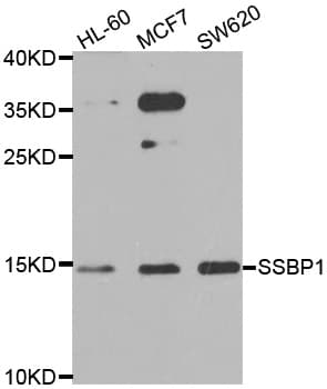 PathPlus™ SSBP1 / mtSSB Antibody