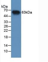 MMP2 Antibody (APC, Cy7)