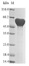 Bacillus subtilis dltA Protein (Recombinant 6His, N-terminus)
