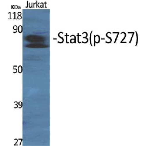 STAT3 Antibody (670-750 aa)